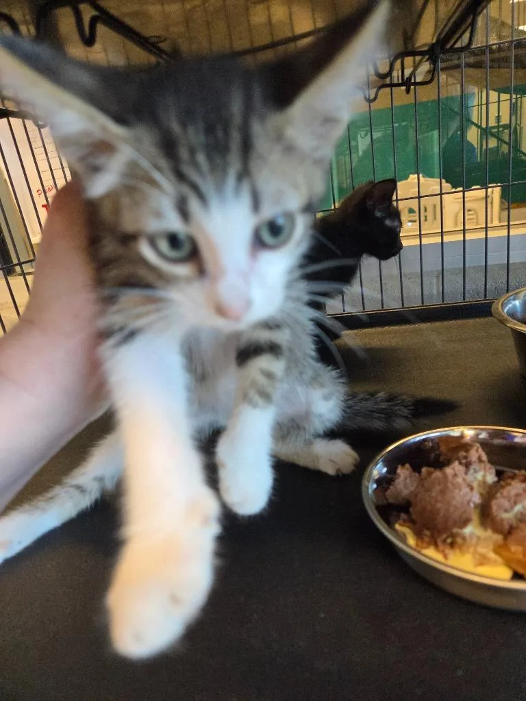 A baby small-sized male Domestic Short Hair cat named Jupiter for adoption in Bossier City, LA