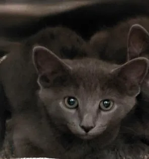 A baby small-sized male Domestic Short Hair cat named Anderson for adoption in Henderson, NC