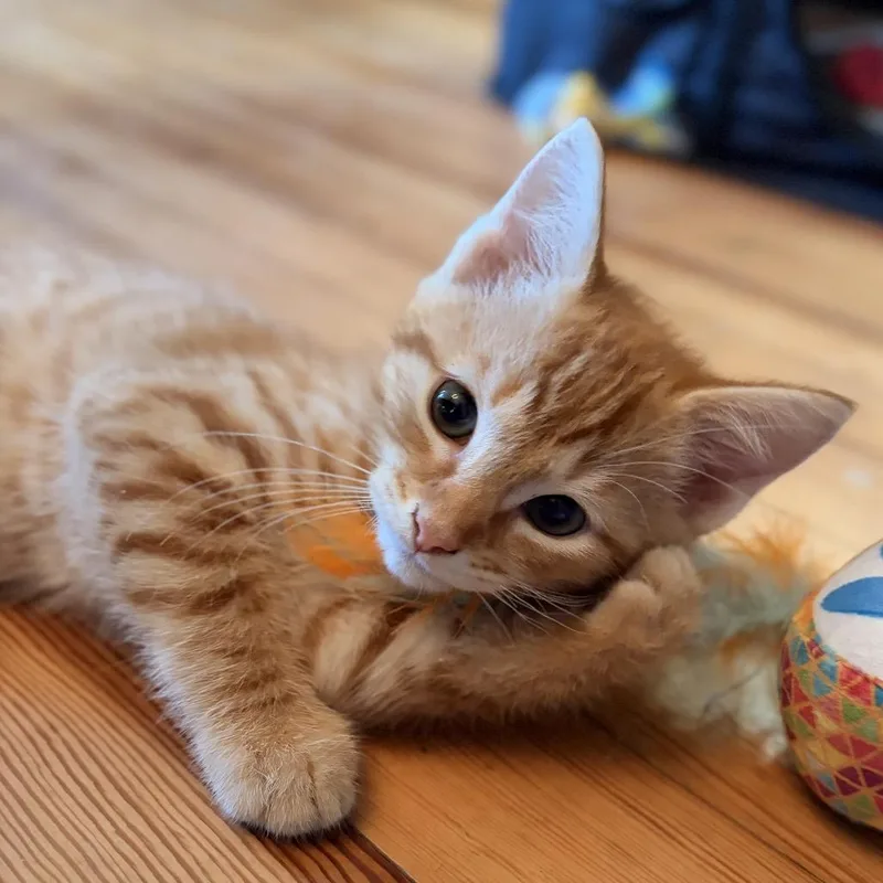 A baby small-sized male Orange / Red Domestic Short Hair cat named Jet for adoption in Potomac, MD