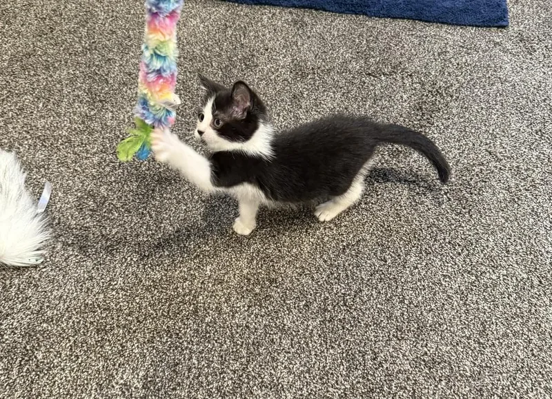 A baby small-sized female Black & White / Tuxedo Domestic Short Hair cat named Kimiko for adoption in Union Grove, WI