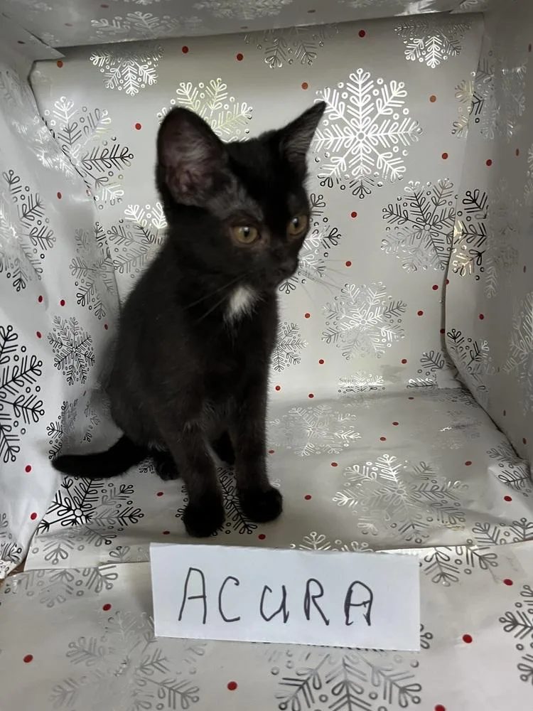 A baby small-sized female Black Domestic Short Hair cat named Acura for adoption in Wheaton, IL
