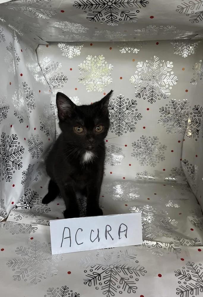 Acura thumbnail 2