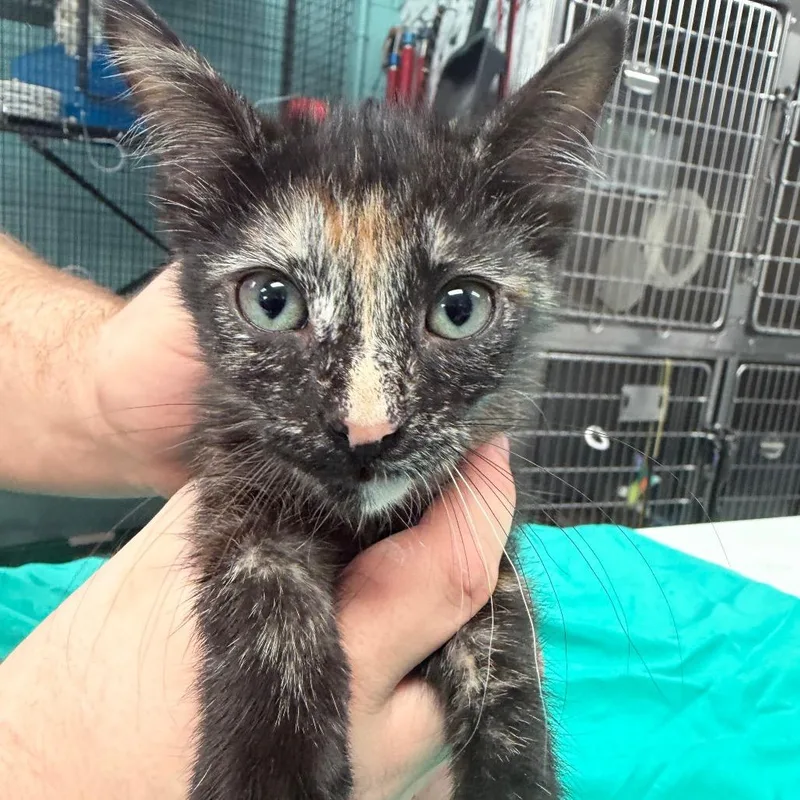A baby small-sized female Tortoiseshell Domestic Short Hair cat named July for adoption in Port Charlotte, FL