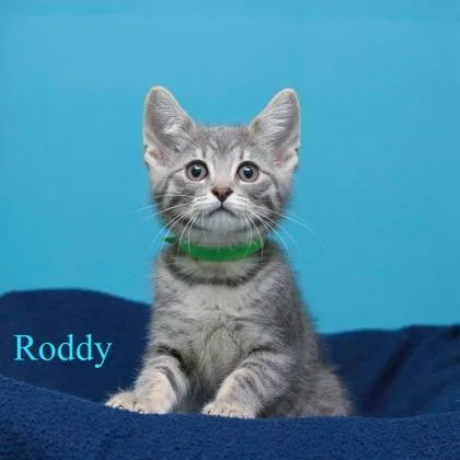 Roddy