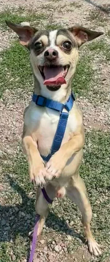 An adult small-sized male Tricolor (Brown, Black, & White) Chihuahua dog named Sebastian for adoption in Polson, MT