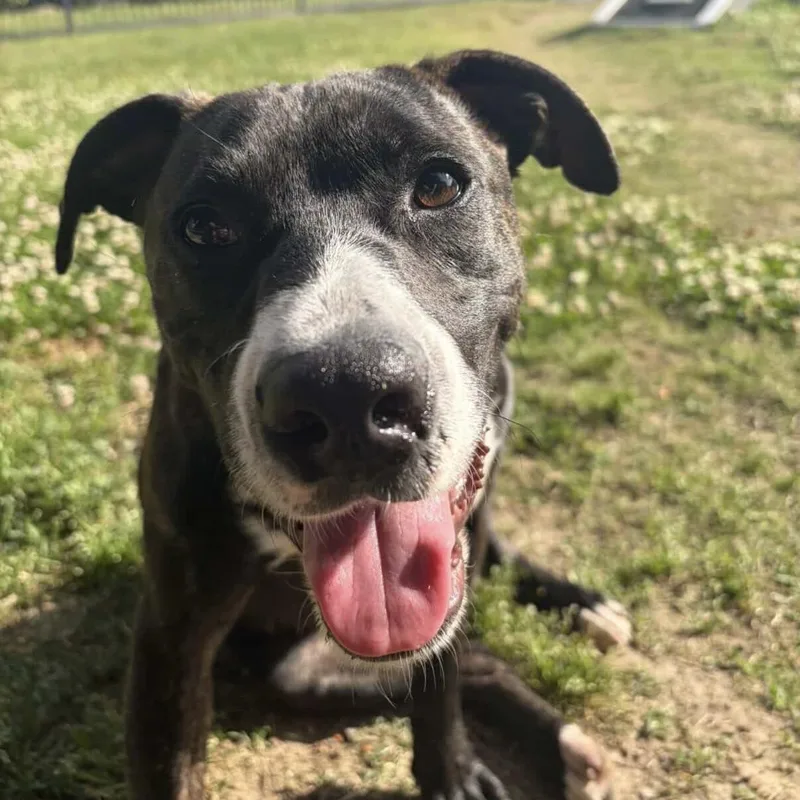 An adult medium-sized male Brindle Pit Bull Terrier dog named Stanley for adoption in Columbia, SC