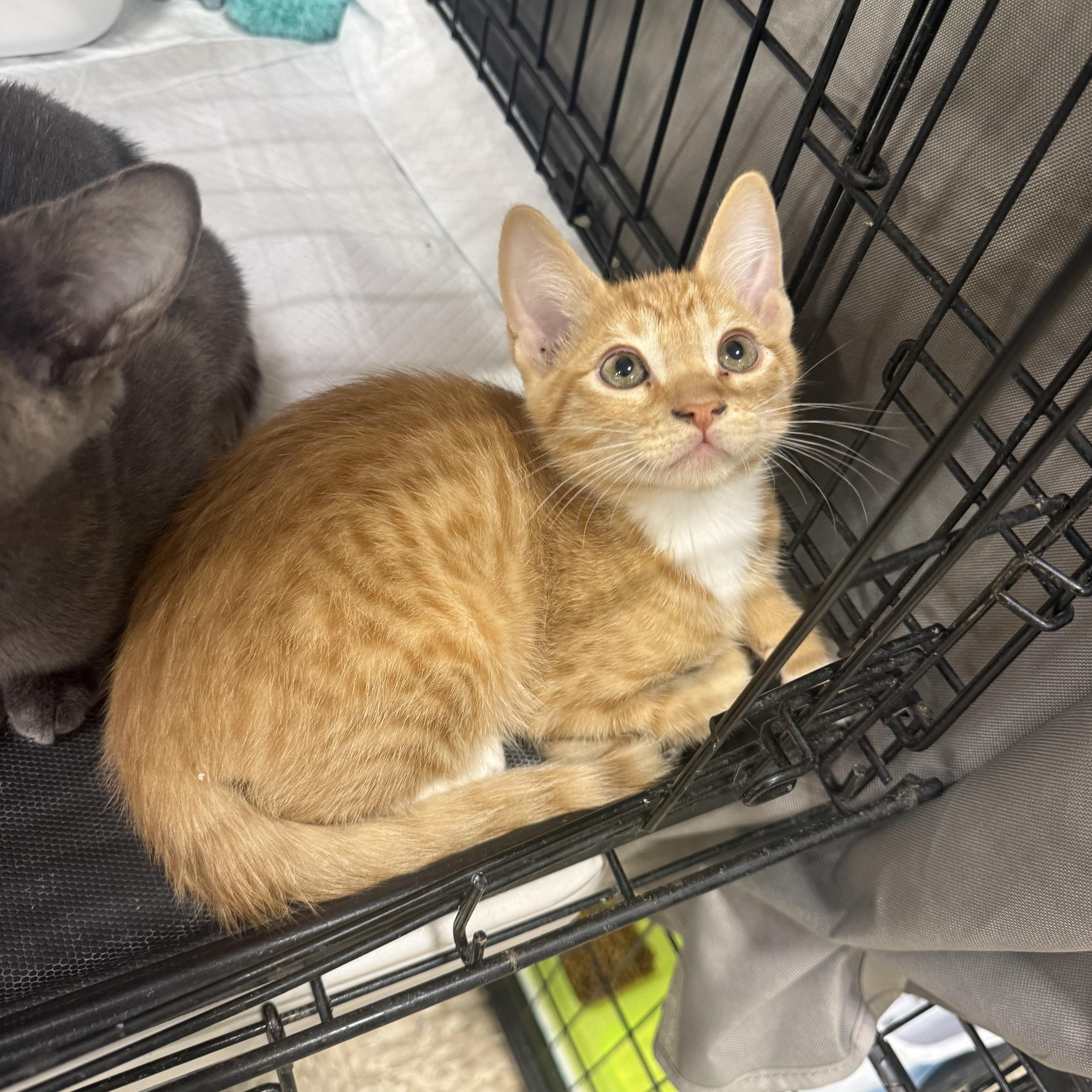 A baby medium-sized male Orange / Red Domestic Short Hair cat named Frito for adoption in Fresno, CA