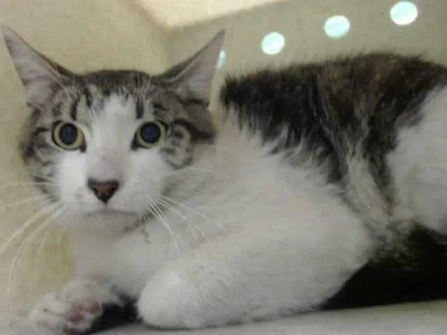 An adult small-sized male Domestic Short Hair cat named A for adoption in Moreno Valley, CA