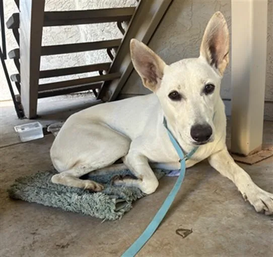 An adult large-sized female Carolina Dog dog named Pisuqui for adoption in Mesa, AZ