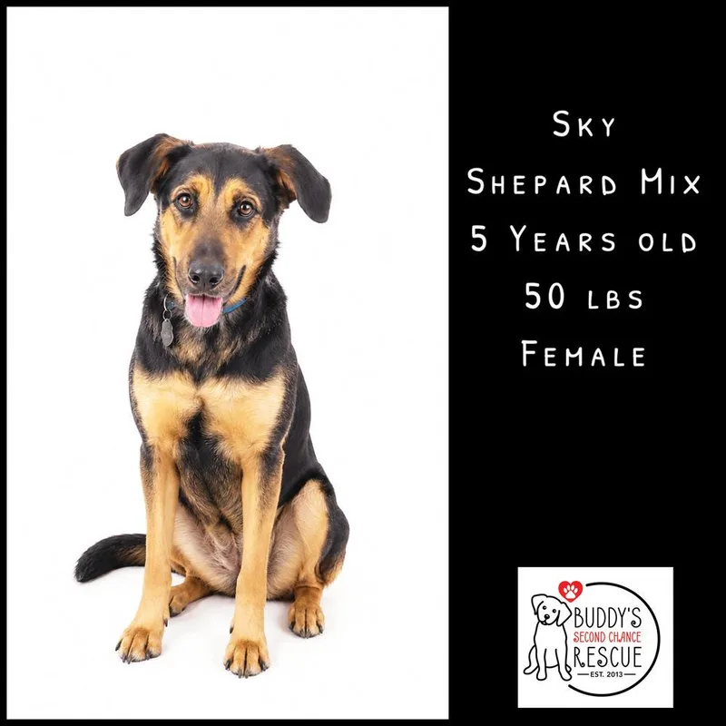An adult large-sized female Brown / Chocolate Shepherd dog named Sky for adoption in Amherst, NY