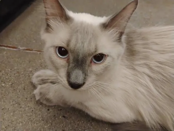 A young medium-sized male Buff / Tan / Fawn Domestic Long Hair cat named Maximus Lion Heart for adoption in Chandler, AZ
