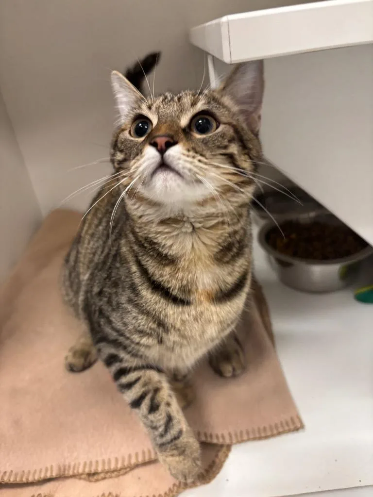 A young medium-sized female Tabby (Buff / Tan / Fawn) Tabby cat named Cheetah for adoption in Frankfort, KY