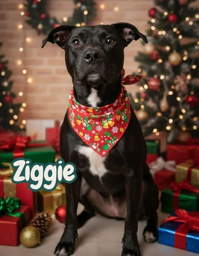 Ziggie Baca 💜 thumbnail 2