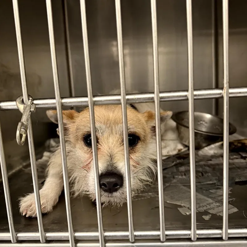 A young small-sized male White / Cream Terrier dog named Max for adoption in Northbrook, IL