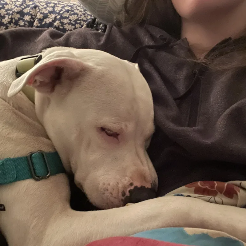 An adult medium-sized female White / Cream Mixed Breed dog named Orla for adoption in Clyde, NC