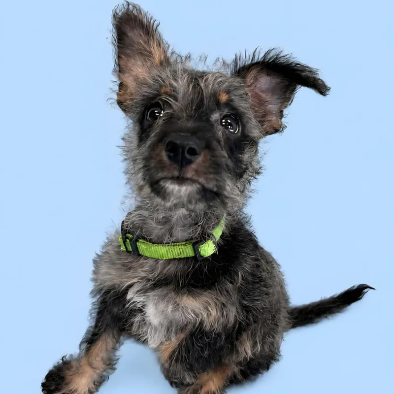 A baby small-sized male Australian Shepherd dog named Carl for adoption in Monticello, IA