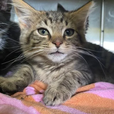 Tom