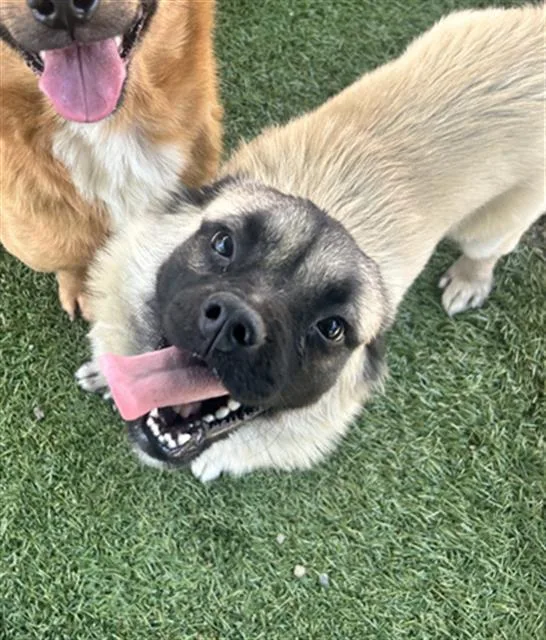 A young medium-sized male Pug dog named Houdini Akabaramu for adoption in Chula Vista, CA