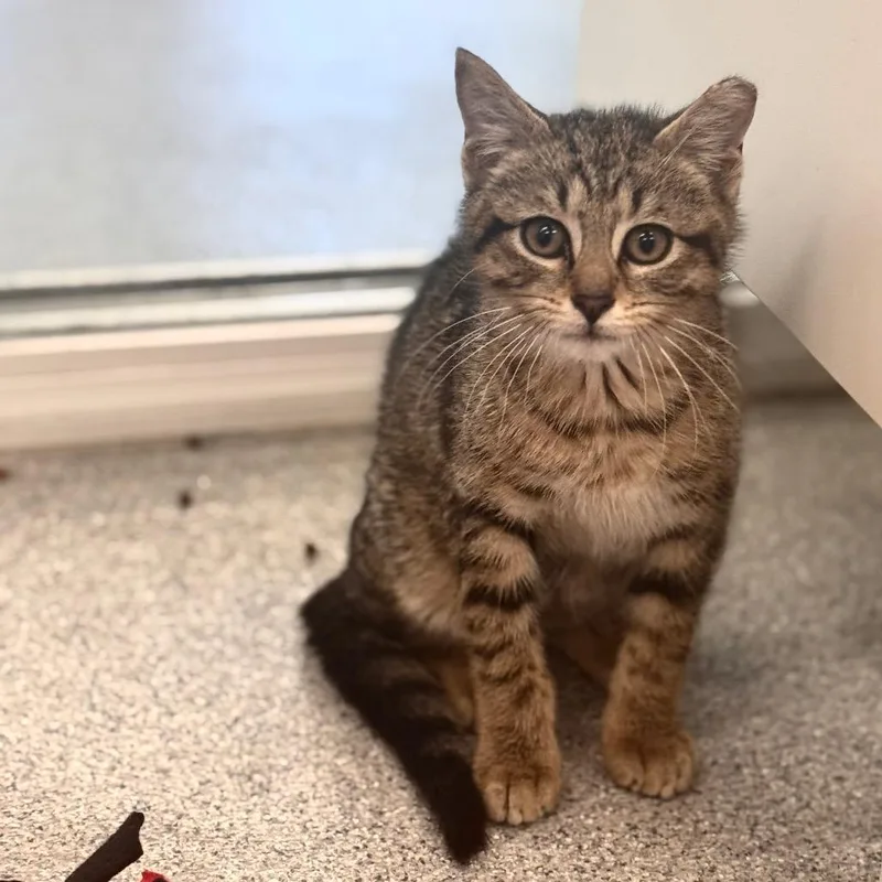 A baby small-sized male Brown / Chocolate Domestic Short Hair cat named Blaze for adoption in Wheeling, IL