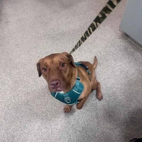 An adult medium-sized male Brown / Chocolate Mixed Breed dog named Jax for adoption in Jacksonville, FL