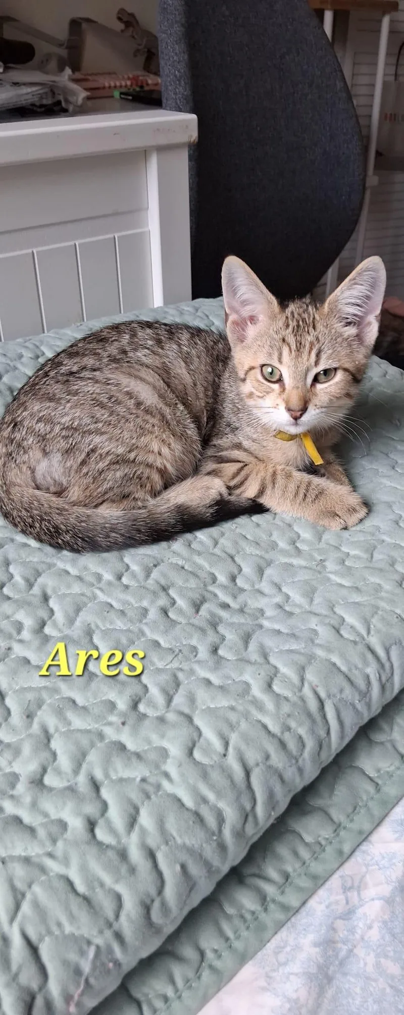 A baby medium-sized male Tabby (Brown / Chocolate) Domestic Short Hair cat named Ares for adoption in Lauderhill, FL