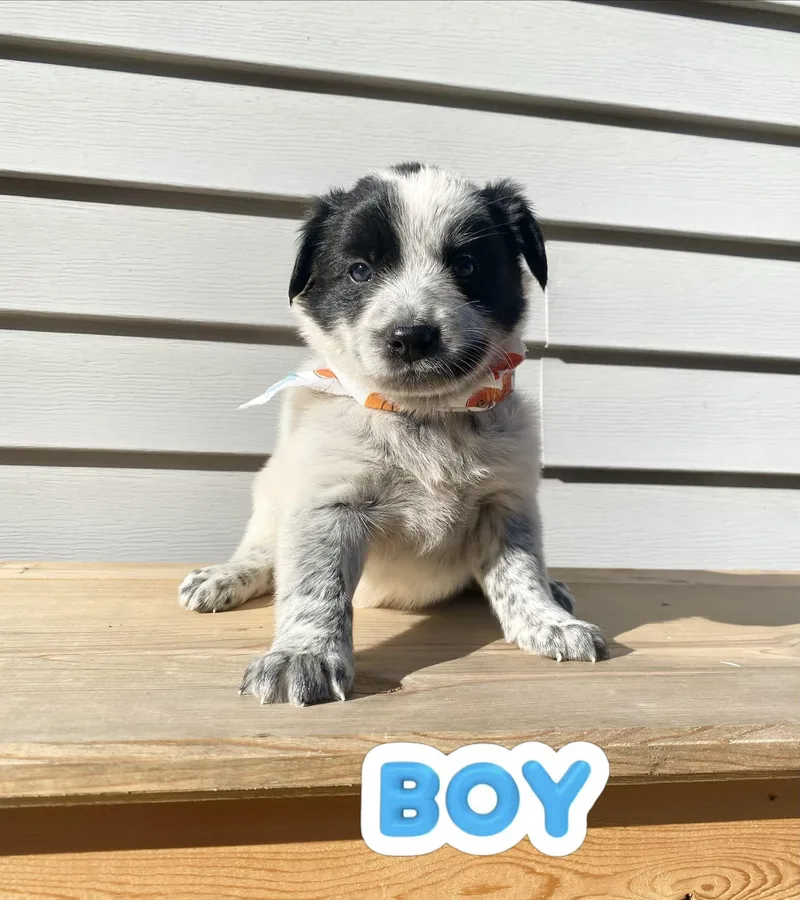 A baby medium-sized male Australian Cattle Dog / Blue Heeler dog named Donald and Daisy for adoption in Armada, MI