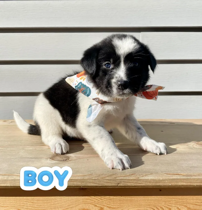 Donald and Daisy thumbnail 4