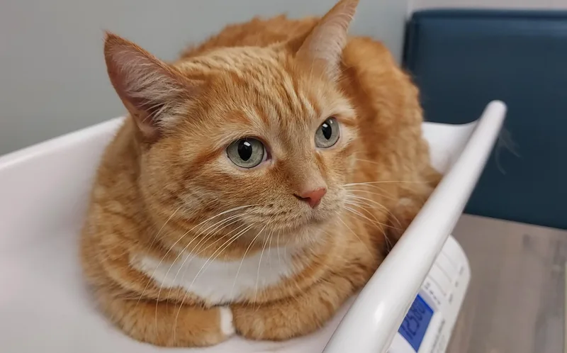 A senior large-sized female Domestic Short Hair cat named Carrot for adoption in Huntley, IL