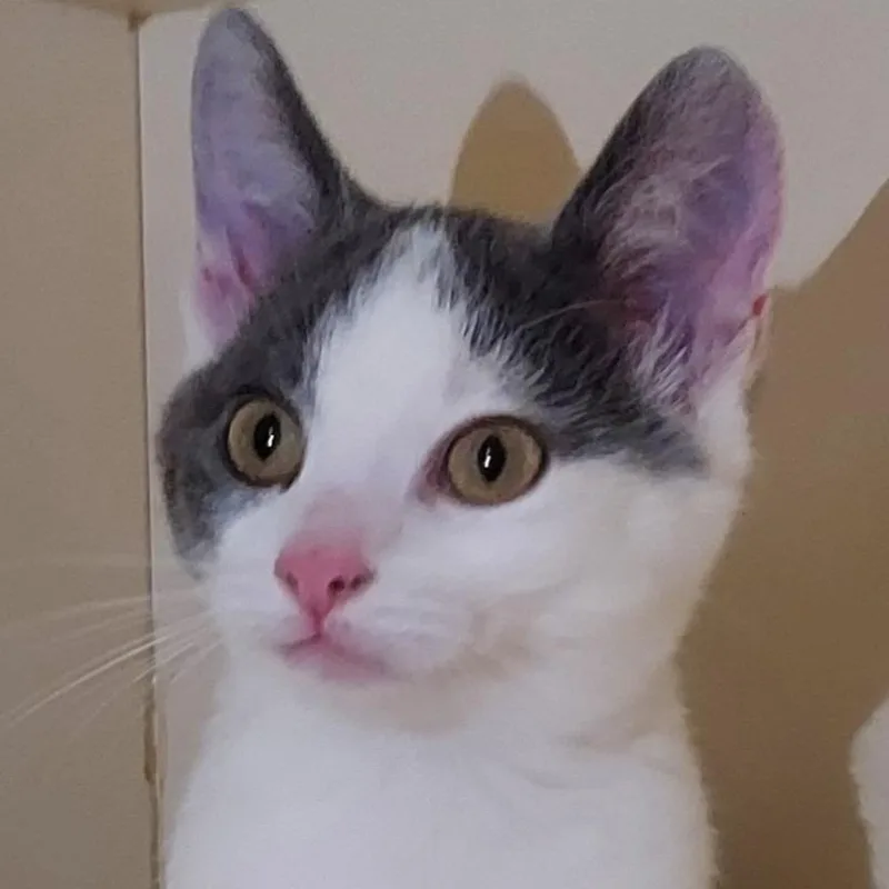 A baby small-sized male Gray / Blue / Silver Domestic Short Hair cat named Road Runner for adoption in Dayton, OH