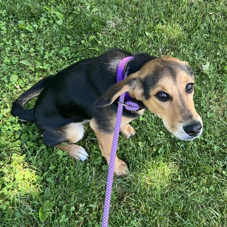 A young medium-sized male Beagle dog named Monty for adoption in Avon, OH