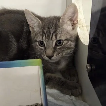 A baby small-sized male Domestic Short Hair cat named Newman for adoption in Voorhees, NJ