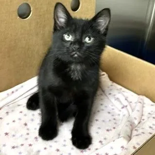 A baby small-sized male Black Domestic Short Hair cat named Moth for adoption in Novelty, OH
