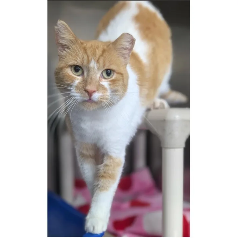 Creamsicle thumbnail 2