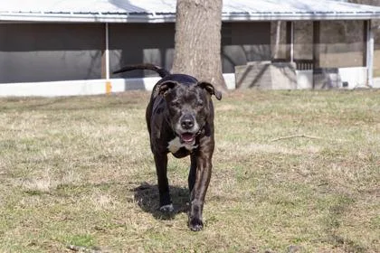 A senior medium-sized female Pit Bull Terrier dog named Callie May for adoption in Kansas City, MO