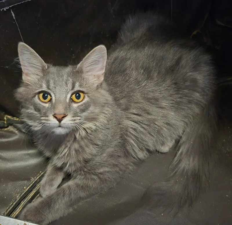 A baby medium-sized male Gray / Blue / Silver Domestic Medium Hair cat named Quince and Manchego for adoption in Winchester, VA