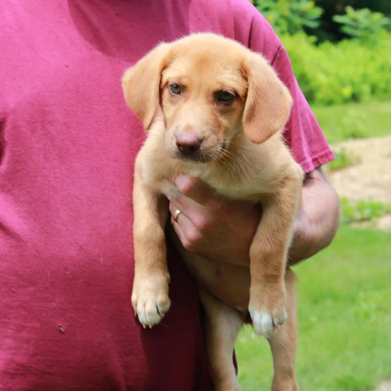A baby medium-sized female Yellow / Tan / Blond / Fawn Labrador Retriever dog named CT Chanel for adoption in Eastford, CT