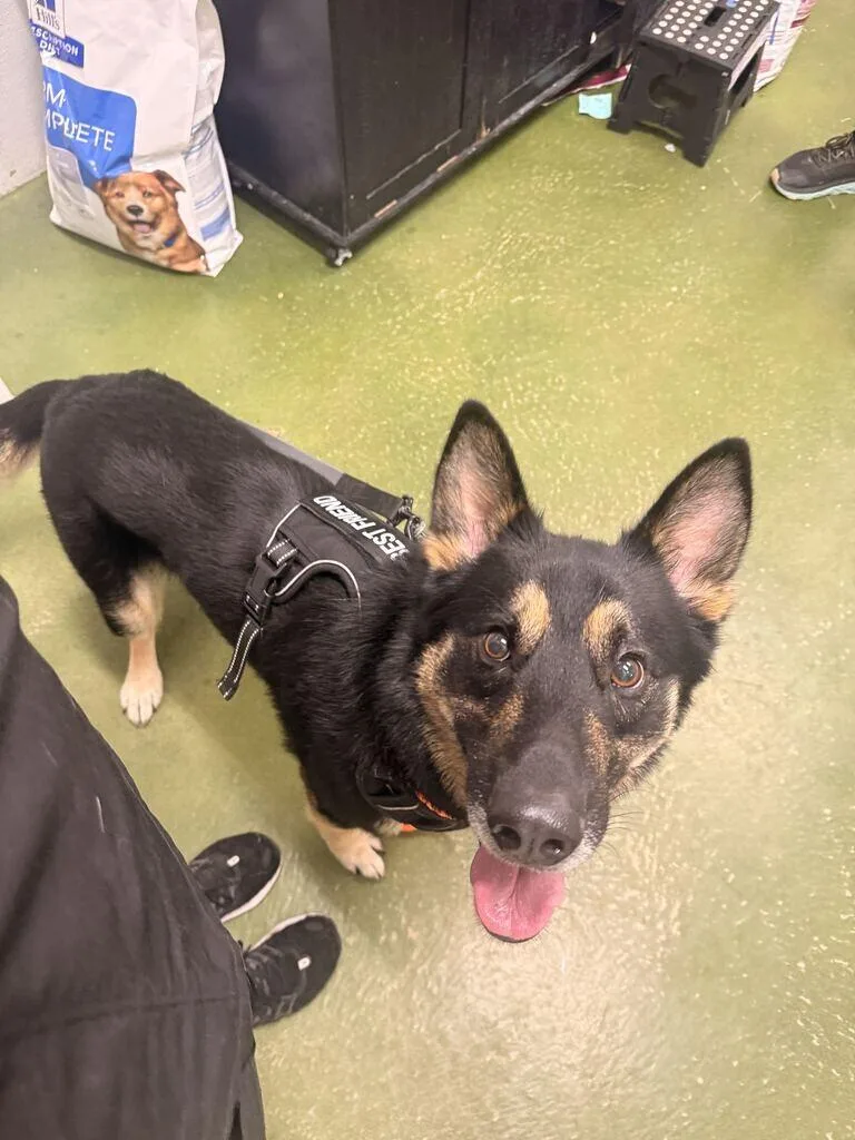 An adult medium-sized male Yellow / Tan / Blond / Fawn German Shepherd Dog named Bobby for adoption in Fruit Heights, UT