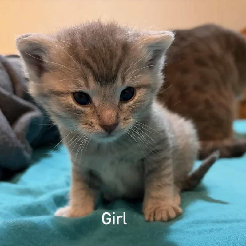 A baby small-sized female Domestic Short Hair cat named Pebble for adoption in Belvidere, IL