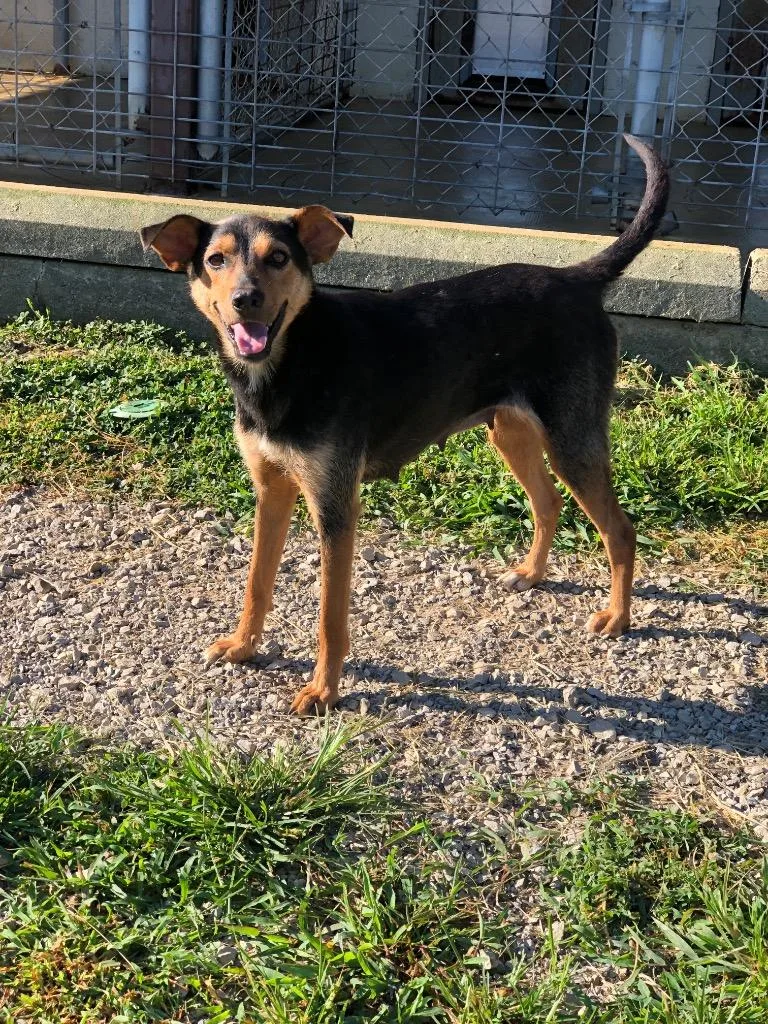 An adult large-sized female Mixed Breed dog named Sassy for adoption in Morgantown, KY