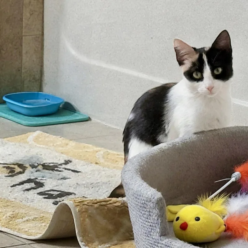 A baby medium-sized female Calico Domestic Short Hair cat named Mezzo for adoption in Apex, NC