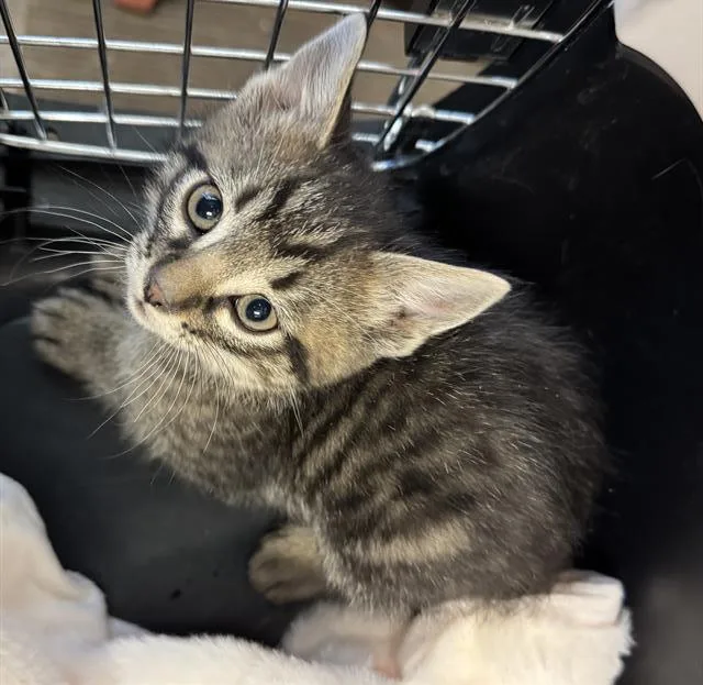 A baby small-sized male Domestic Short Hair cat named Big Spice for adoption in West Valley City, UT
