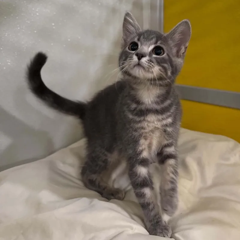 A baby medium-sized female Tabby (Gray / Blue / Silver) Domestic Short Hair cat named Farfalle for adoption in Penn Yan, NY