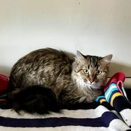 Artemis