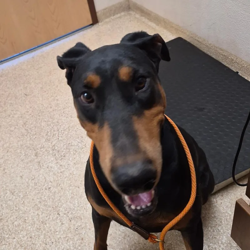 An adult large-sized male Black Doberman Pinscher dog named Arlo for adoption in Reno, NV