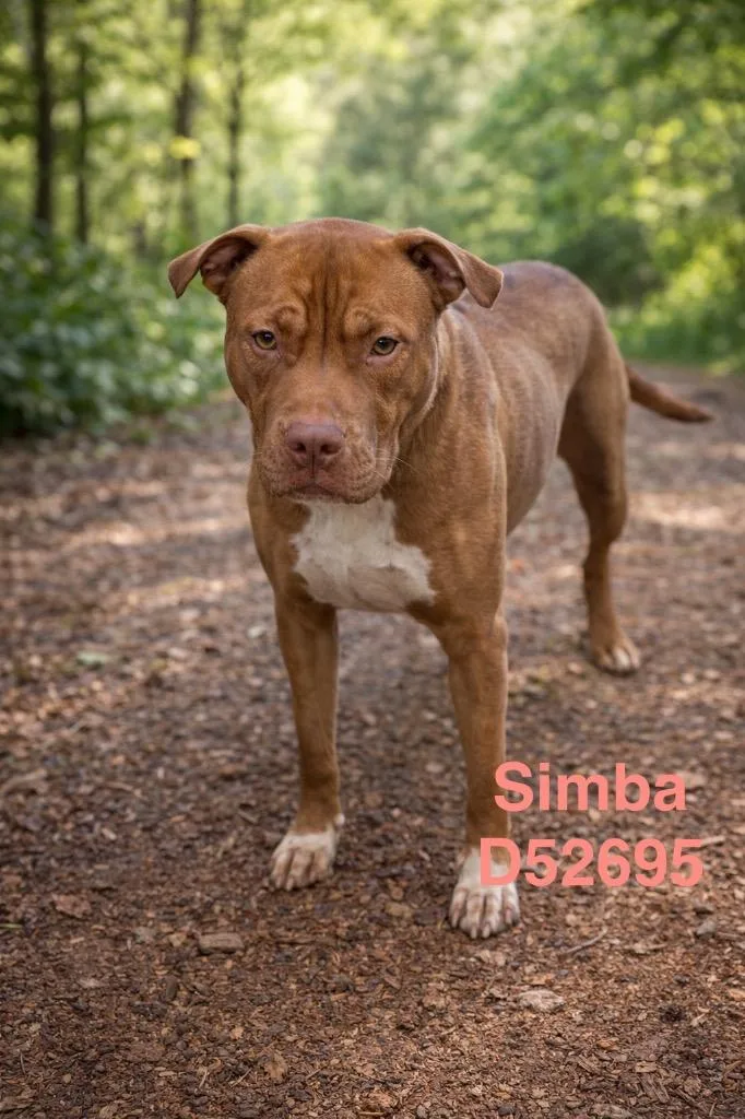A young medium-sized male Pit Bull Terrier dog named Simba for adoption in Clarksville, TN