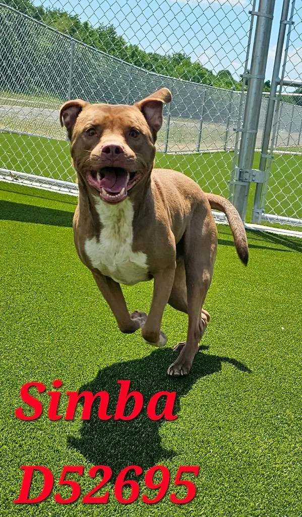 Simba thumbnail 2
