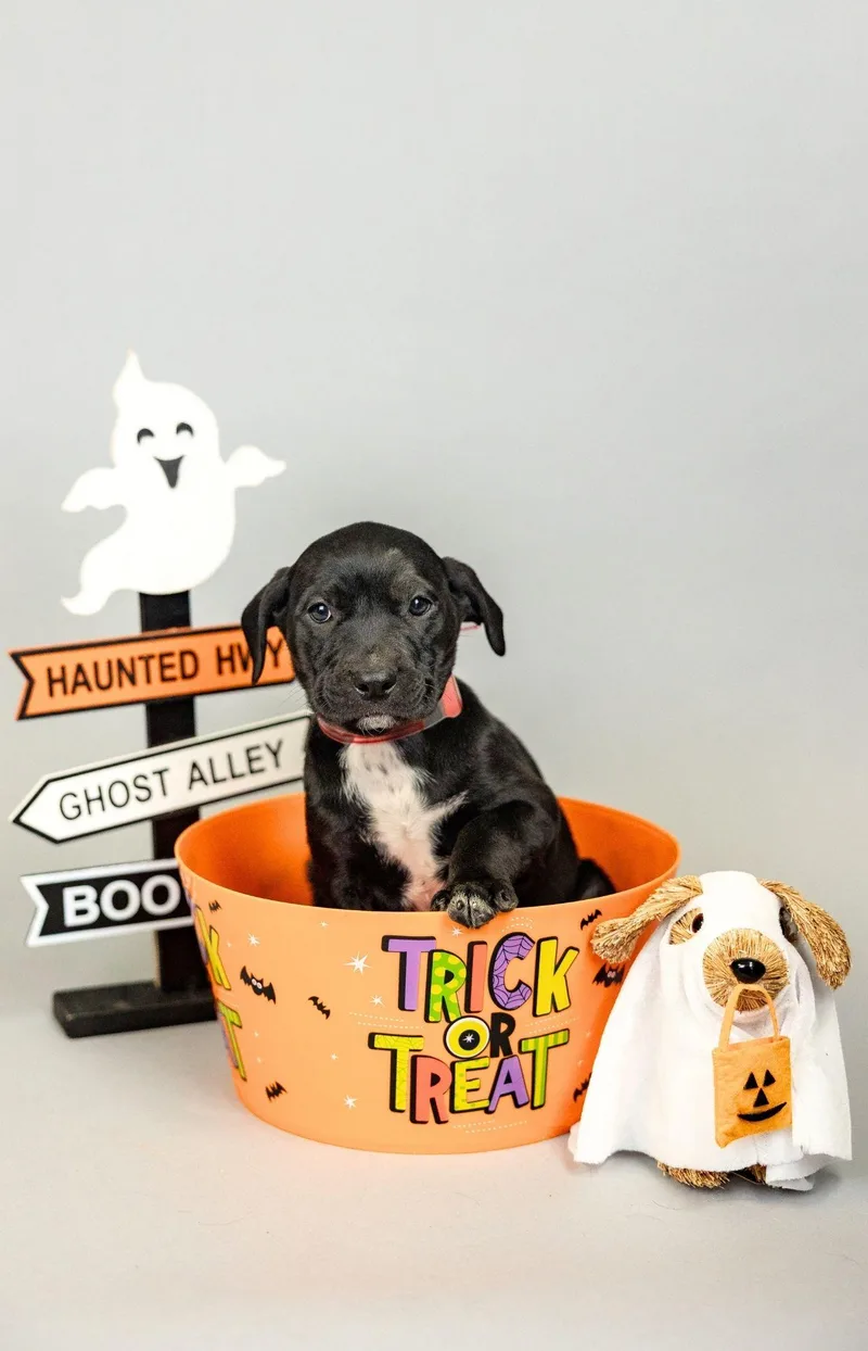 A baby medium-sized female Boxer dog named 877-26 for adoption in Brighton, CO