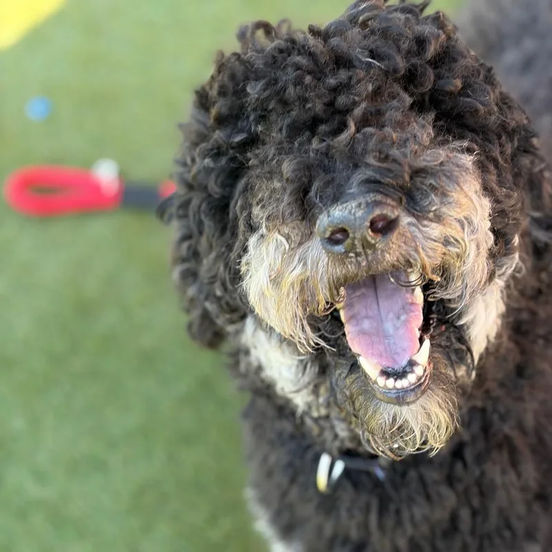 An adult large-sized female Black Standard Poodle dog named Chloe for adoption in Philadelphia, PA