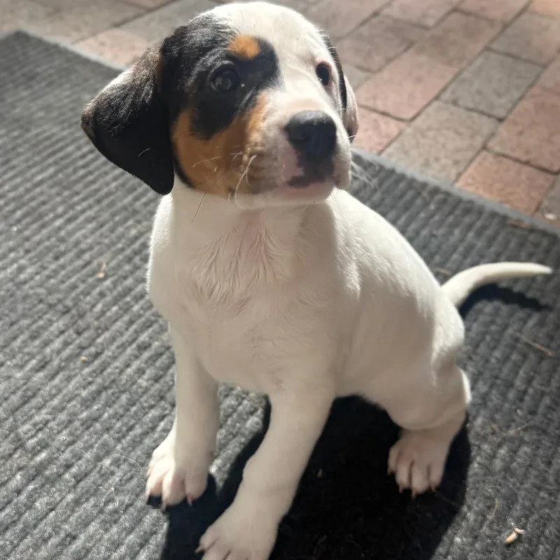 A baby small-sized female White / Cream Hound dog named Jilly for adoption in Summerfield, NC