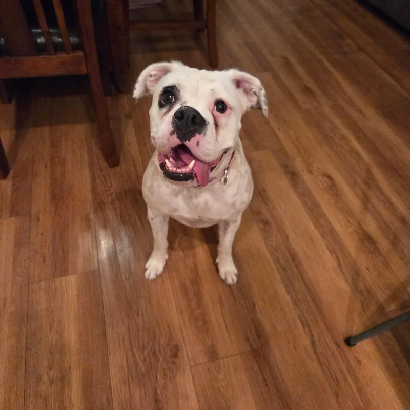 An adult large-sized female Yellow / Tan / Blond / Fawn Boxer dog named Dot for adoption in McMinnville, OR